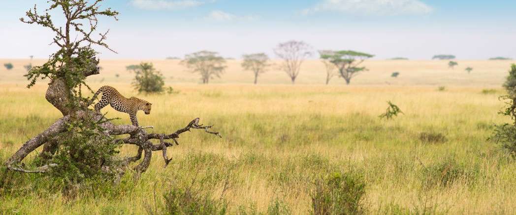 Arusha