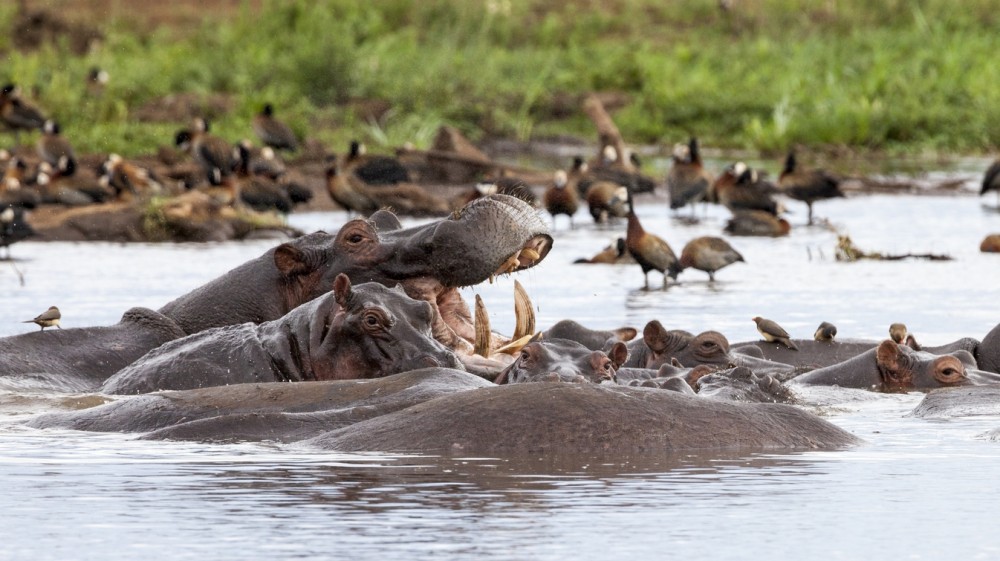 Parc national du lac Manyara