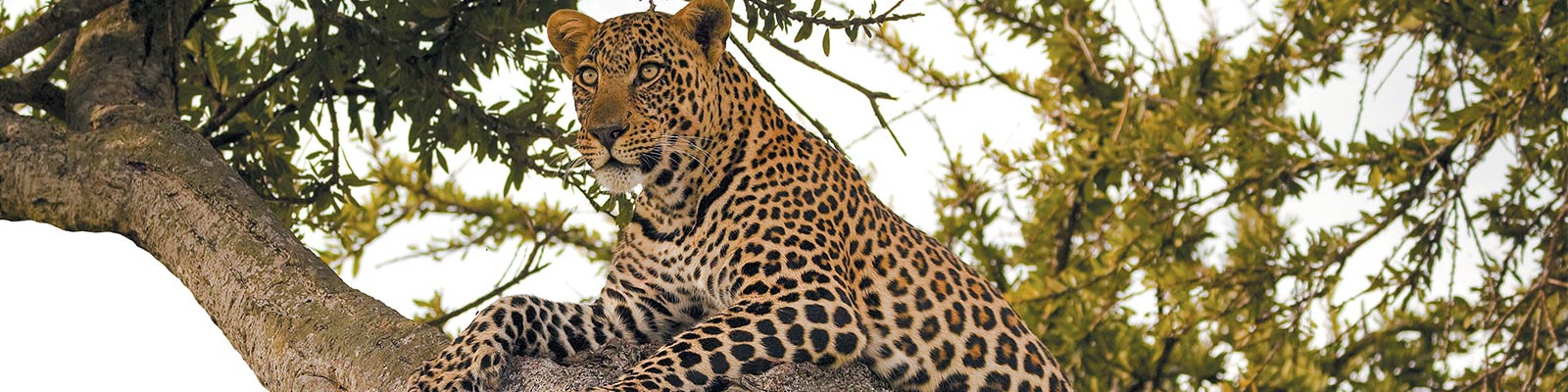 Ruaha National Park