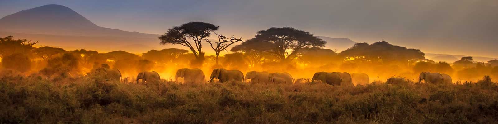 Mikumi National Park